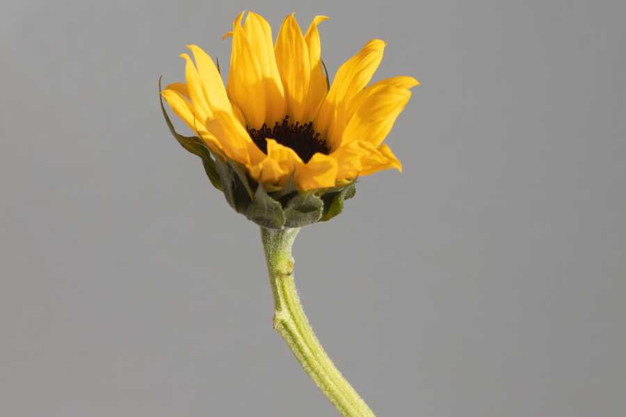 3D Oragami Blumen